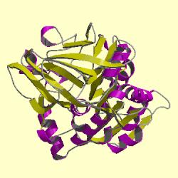 Structura 3D a enzimelor Modele