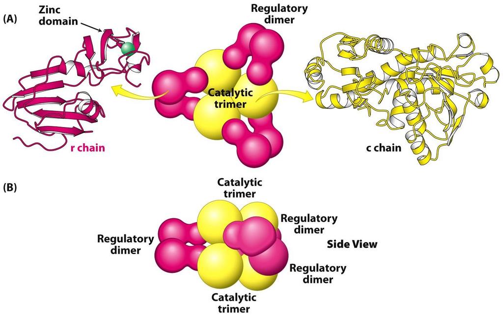 Biochemistry, 2012