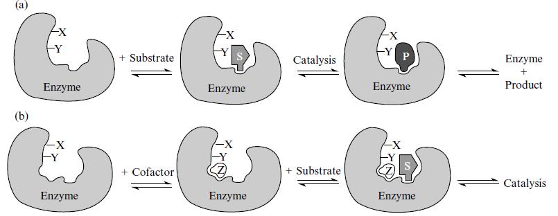Situsul activ al enzimelor 10-20% din volumul total al enzimei Interactiunea enzima-substrat in absenta sau prezenta cofactorului Bugg, T.
