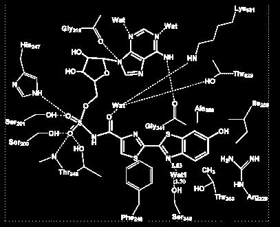 Situsul activ al enzimelor Luciferaza luciferin-amp