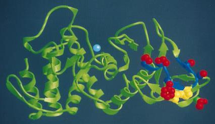 Stabilizarea enzimelor Temolizin proteaza B.Strearothermophilus Van den Burg et al.