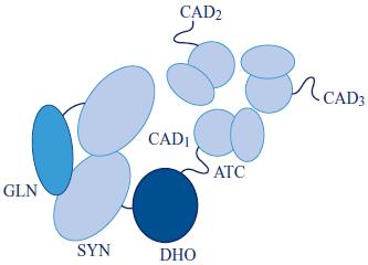 Complexul din biosinteza pirimideinelor Trei enzime: CPSaza carbamil fosfat sintetaza GLN activitate amido