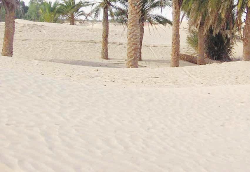 13 The origin of the palm is not yet wellknown. Possibly the eastern parts of the Arabian Peninsula and Iraq are the native places of the palm.