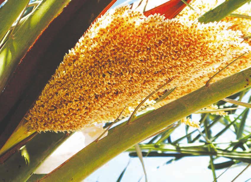 The pollen, when transferred from male to female, will produce seeds, unripe dates, and dates, successively. There are many types of dates, the most famous of which are Doklat-Nu and Al-Fitaimy.