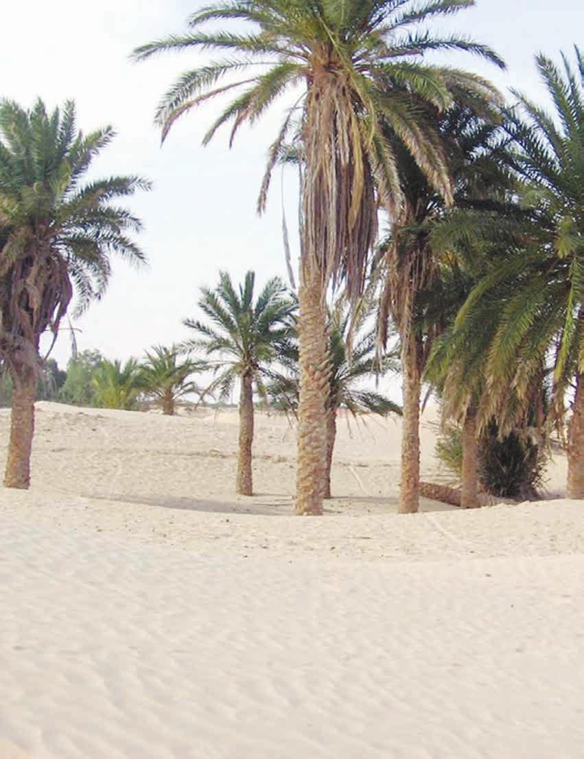 12 Folk Culture Spring 2010 The Palm in the South of Tunisia Muhie ddeen Khareef (Tunisia) The importance of the palm cannot be overstated.