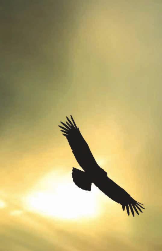 4 Folk Culture Spring 2010 Editorial The Folk Culture as a Strategic Dimension of the National Reform A branch of a political association that holds its activity in Bahrain has called for a