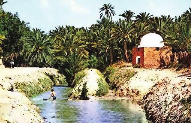 العدد 35 النخلة في الجنوب التونسي واحة نخيل بمنطقة توزرمن الجنوب التونùسي شبه االستوائية حيث تكثر األمطار وتتطلب جذوره وفرة الرطوبة ويقاوم الملوحة إلى حد بعيد فال تتوفر هذه الصفات إال في المنطقة