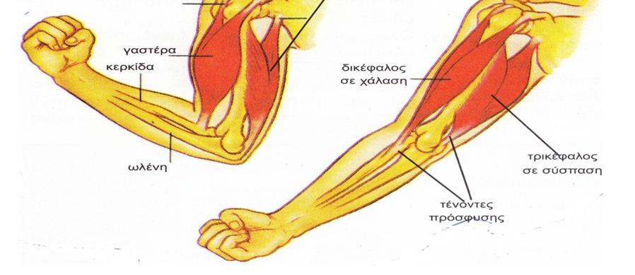 γ) Στην παρακάτω εικόνα φαίνονται οι μύες του βραχίονα. Να εξηγήσετε τον τρόπο με τον οποίο οι μύες του βραχίονα κινούν τον αντιβραχίονα: Ι. Προς τα πάνω (Κάμψη)...... ΙΙ. Προς τα κάτω (Έκταση).