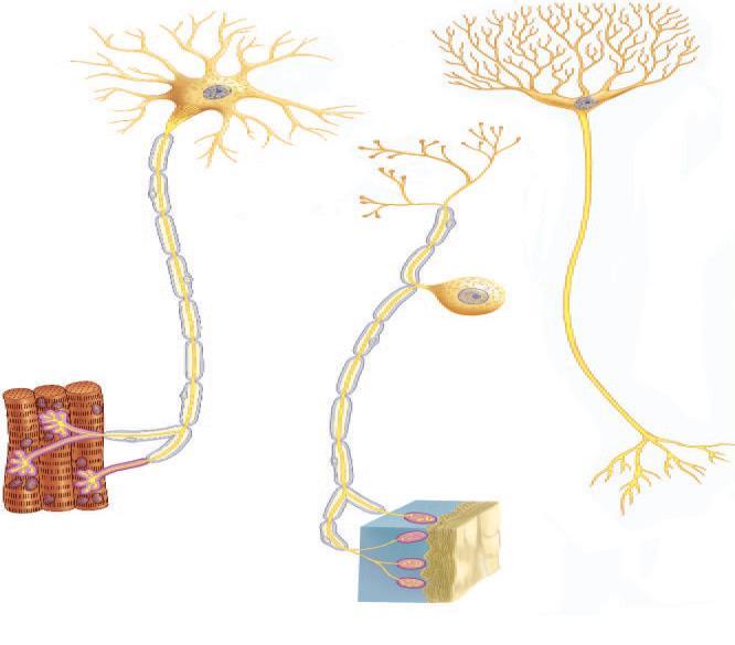 δ) Το διπλανό σχήμα δείχνει νευρικά κύτταρα, (νευρώνες): Γιατί τα νευρικά κύτταρα, έχουν μια ξεχωριστή δομή σε σχέση με τα υπόλοιπα κύτταρα του ανθρώπινου οργανισμού; ε) Στον πιο κάτω πίνακα σας