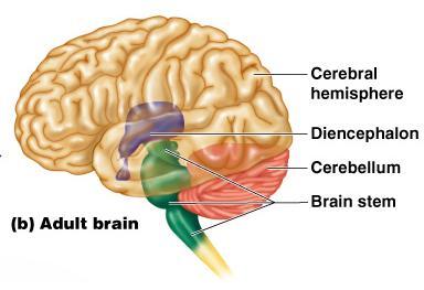 Delovi mozga Veliki mozak: moždane hemisfere