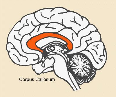 Veliki mozak Moždana kora i subkortikalne strukture čine veliki mozak Dve hemisfere koje