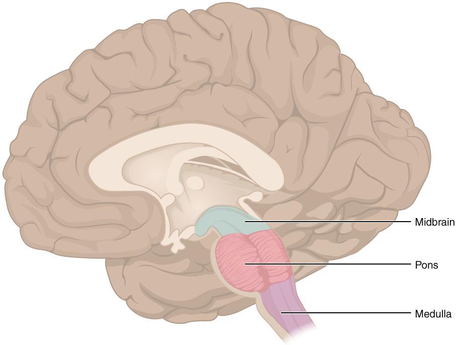 Srednji mozak (mesencephalon) Srednji mozak Moždani most