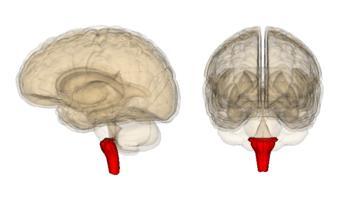 Produžena moždina (medulla oblongata) Najniži deo moždanog stabla - nalazi se između kičmene moždine i moždanog mosta- ponsa.