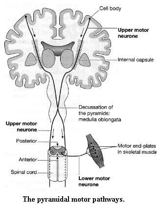Produžena moždina (medulla U produženoj moždini UKRŠTAJU SE nervni putevi leve i desne