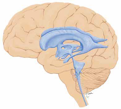 Centralni nervni sistem Centralni kanal kičmene moždine MOZAK (smešten u šupljini lobanje obavijen trima moždanim opnama)