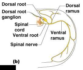 Anatomija spinalnih nerava Kičmeni nervi se dele uskoro posle napuštanja kičmene
