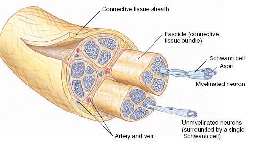 Šematski prikaz građe nerva Omotač od vezivnog tkiva Fascikulus Švanova