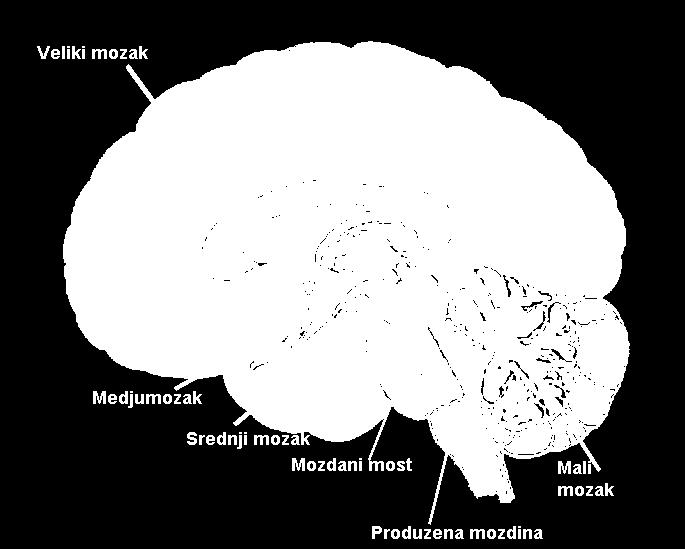 Mozak je smešten u lobanjskog duplji koja mu čini spoljašnju mehaničku zaštitu Prednji mozak (prosencephalon) Veliki mozak (telencephalon) Međumozak (diencephalon), Srednji mozak