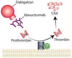 ΣΤΡΑΤΗΓΙΚΕΣ ΑΝΤΙΣΤΡΟΦΗΣ ΔΡΑΣΗΣ DOACs Aναστολείς παράγοντα IIa (Dabigatran) Μη ελεγχόμενη αιμορραγία Ανάγκη οξείας παρεμβατικής πράξης Idarucizumab (Praxbind) I.