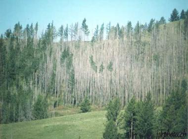 18 - Το 1982 εμφανίζονται τα πρώτα συμπτώματα καταστροφής των δασών της Κεντρικής Ευρώπης λόγω της όξινης βροχής.