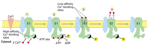 Ca 2+ -ATPaza