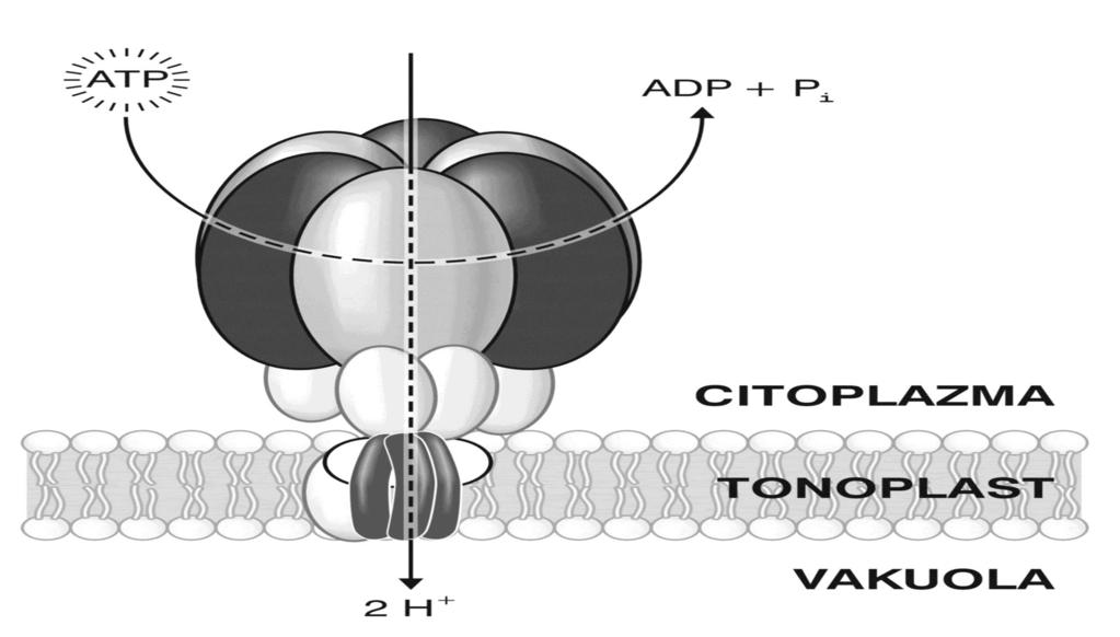 Protonske