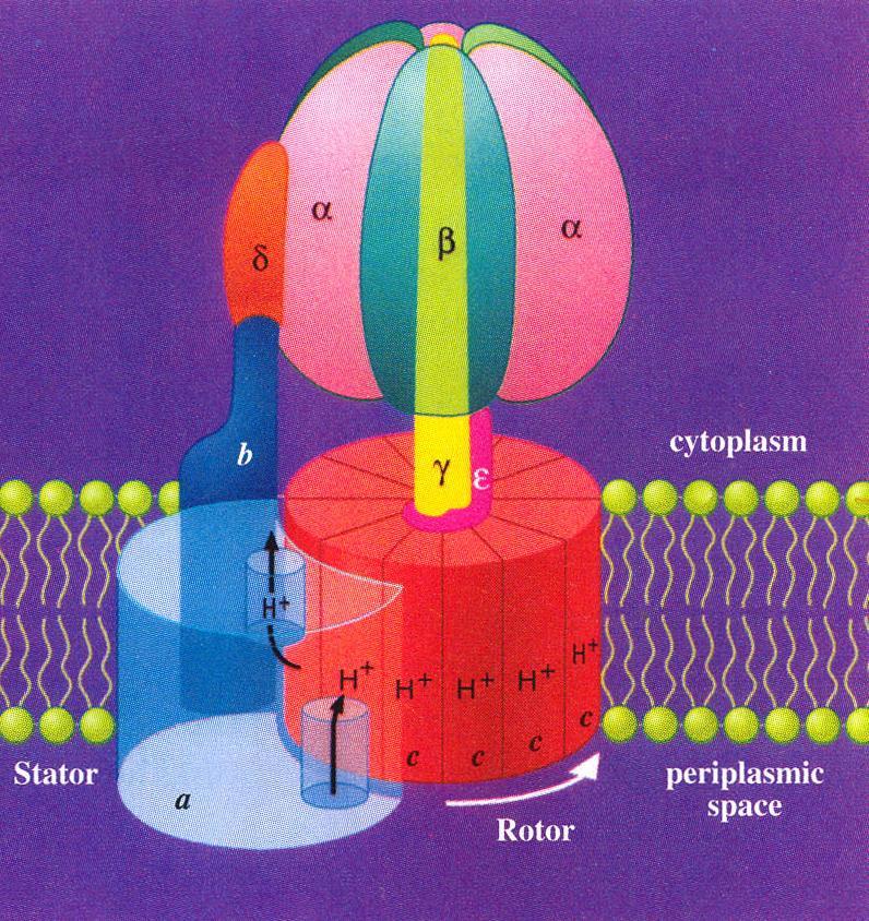 Protonske