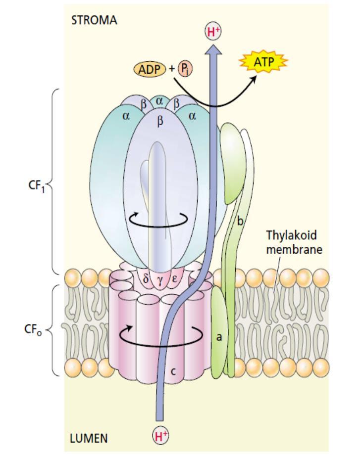 F-tipa