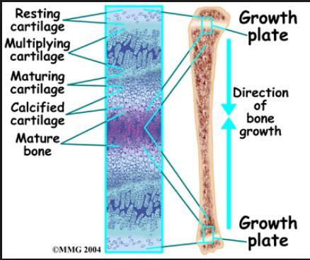 Ανάπτυξη μακρών οστών Ανάπτυξη δευτερογενών πυρήνων οστέωσης στα άκρα των οστών Η οστεοποίηση της επίφυσης