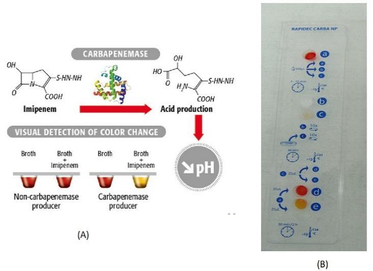 Carba NP: ανίχνευση καρβαπεμενασών σε Gram (-) βακτήρια RAPIDEC Carba NP Αρχή: χρωματομετρική ανίχνευση υδρόλυσης της IMP Χρόνος λήψης αποτελέσματος < 2h (30min-2h) Ικανοποιητική Se και υψηλή Spe,