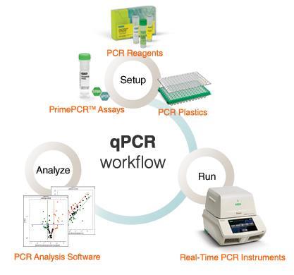 time PCR DNA microarrays