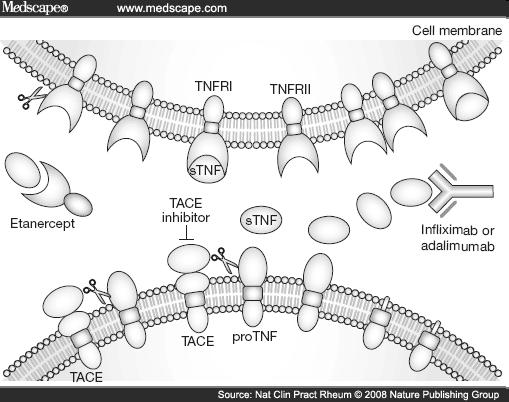 ΦΑΡΜΑΚΟΛΟΓΙΑ TNF-a αναστολείς Διαλυτοί ανταγωνιστές