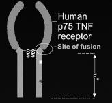Etanercept Διαλυτός υποδοχέας χιμαιρική πρωτεΐνη του p75 & του Fc τμήματος της ανθρώπινης IgG1 s.q ανά εβδομάδα Infliximab vs.