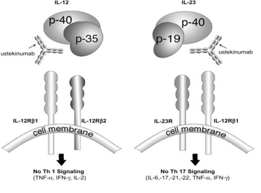 USTEKINUMAB (Stelara) Ο ρόλος των IL 12 & IL 23 Infections in