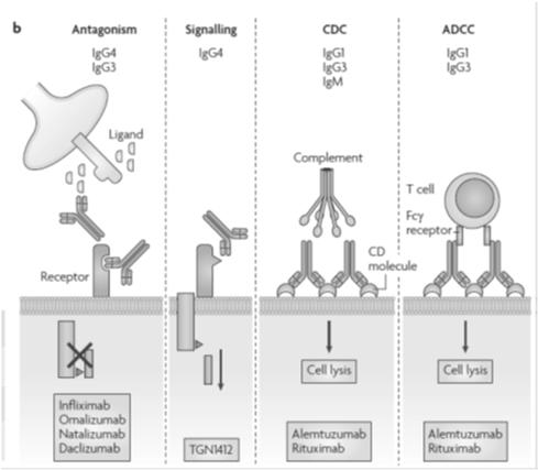 Development of monoclonal antibodies: structure and function (antibody dependent cell mediated cytotoxicity) www.nature.