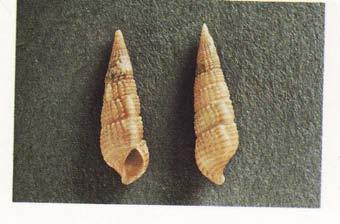 45 Mollusca, Cerithiidae, Bittium reticulatum reticulatum (Εικόνα 26) και Bittium reticulatum latreillei (Εικόνα 25) Βιότοπος : αµµώδεις και λασπώδεις ακτές.
