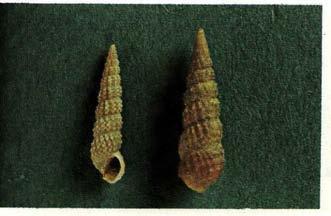 reticulatum latreillei στους σταθµούς Μαραθιά, Αλυκές και Μιτζέλα. 137 άτοµα Β. reticulatum reticulatum στους σταθµούς Αλυκές και Μιτζέλα. Εικόνα 25.