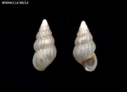 Mollusca, Rissoidae, Rissoa similis (Εικόνα 27) Υλικό : 47 άτοµα στους σταθµούς Μαραθιά, Αλυκές και Μιτζέλα. Εικόνα 27. Rissoa similis. Mollusca, Risoidae, Rissoa ventricosa (Εικόνα 280 Βιότοπος : σε πετρώδη βιότοπο µε φύκια, στην ανώτερη υποπαραλιακή ζώνη.