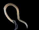 48 Εικόνα 32. Magelona papillicornis. Annelida, Nephtyidae, Nephtys hombergii savigny (Εικόνα 33) Βιότοπος : ρηχή υποπαραλιακή ζώνη σε λασπώδη άµµο και σε χαλίκια.