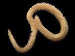 Nephtys hombergii savigny. Annelida, Poecilochatidae, Poecilochaetus serpens (Εικόνα 34) Βιότοπος : ζει σε υποστρώµατα µε µεσαίο µέγεθος κόκκων, µεταξύ 150 και 550 µm.