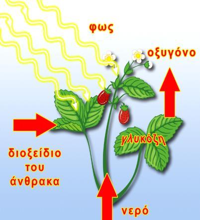 (β) (i) Τι ονομάζουμε χημικές αντιδράσεις; (ορισμός)... (ii) Η φωτοσύνθεση είναι μία χημική αντίδραση. Να γράψετε πιο κάτω τα αντιδρώντα και τα προϊόντα της φωτοσύνθεσης... +.