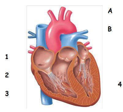 ΜΕΡΟΣ Γ : Αποτελείται από ένα (1) ερώτημα των δέκα (10) μονάδων. Ερώτηση 5 (α) Στο πιο κάτω σχήμα, να ονομάσετε τα μέρη της καρδιάς που φαίνονται με τους αριθμούς 1-4.