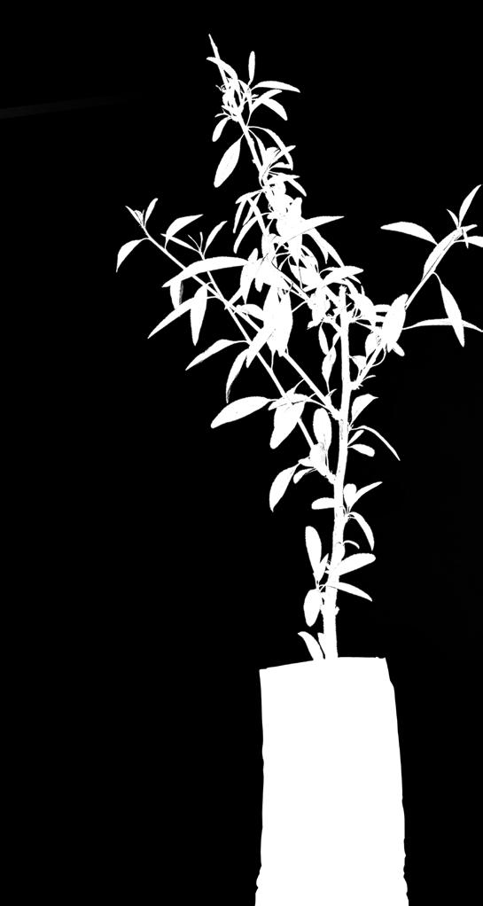 ) Άνθη χρησιμοποιούνται λευκά, σε μπουκέτα. στην αρωματοποιϊα και την Απαντάται φαρμακευτική.