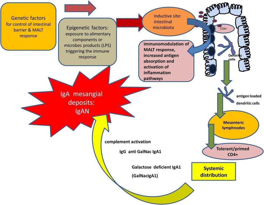 The gut kidney axis in IgA nephropathy Παθογένεια της Microbiota IgAN and Metabolome Associated with IgAN Μικροβίωμα ανθρώπινου