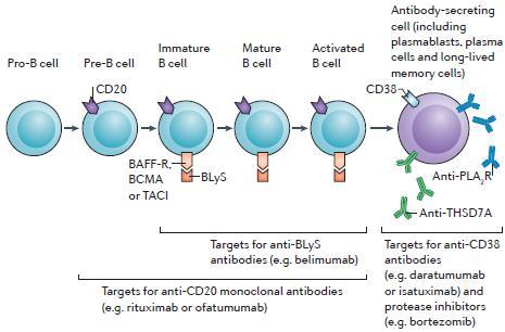 Treatment of membranous nephropathy: time for a paradigm shift Rituximab mab έναντι του CD20 υποδοχέα των Β λεμφοκυττάρων «στοχευμένη» ανοσοκαταστολή αποφυγή ανεπιθύμητων