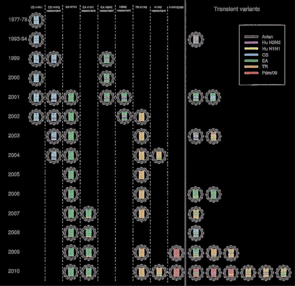 Timeline of the genotype of viruses identified in