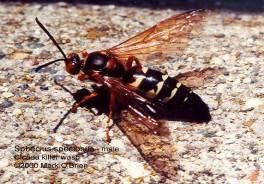 (Odonata,