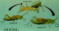 Έκδυση (ecdysis) Τα έντομα αυξάνουν σε μέγεθος, κυρίως στα ανήλικα στάδια, ενώ το δερμάτιο των εντόμων έχει περιορισμένη ελαστικότητα και ικανότητα να εκταθεί Προκειμένου να αυξηθούν σε μέγεθος,