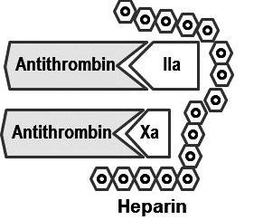 Σχήμα 10. Η δράση της κλασικής ηπαρίνης: ενισχύει εξίσου την αντι-xa και την αντι-iia δράση της αντιθρομβίνης (Becker D, Anesth Prog.2013 Summer; 60(2): 72 80).
