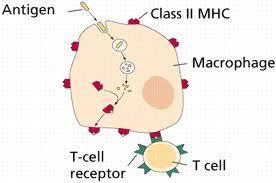 ΔΙΕΓΕΡΣΗ ΛΕΜΦΟΚΥΤΤΑΡΩΝ - Αgs Τ- λεμφοκύτταρα, TCR Τ Cell Receptor
